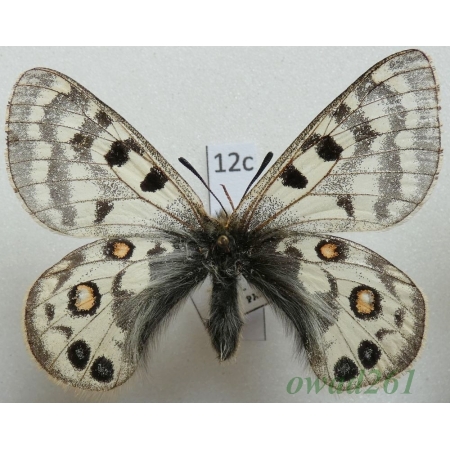 Parnassius cephalus subsp. micheli Weiss, 1992 female China12c